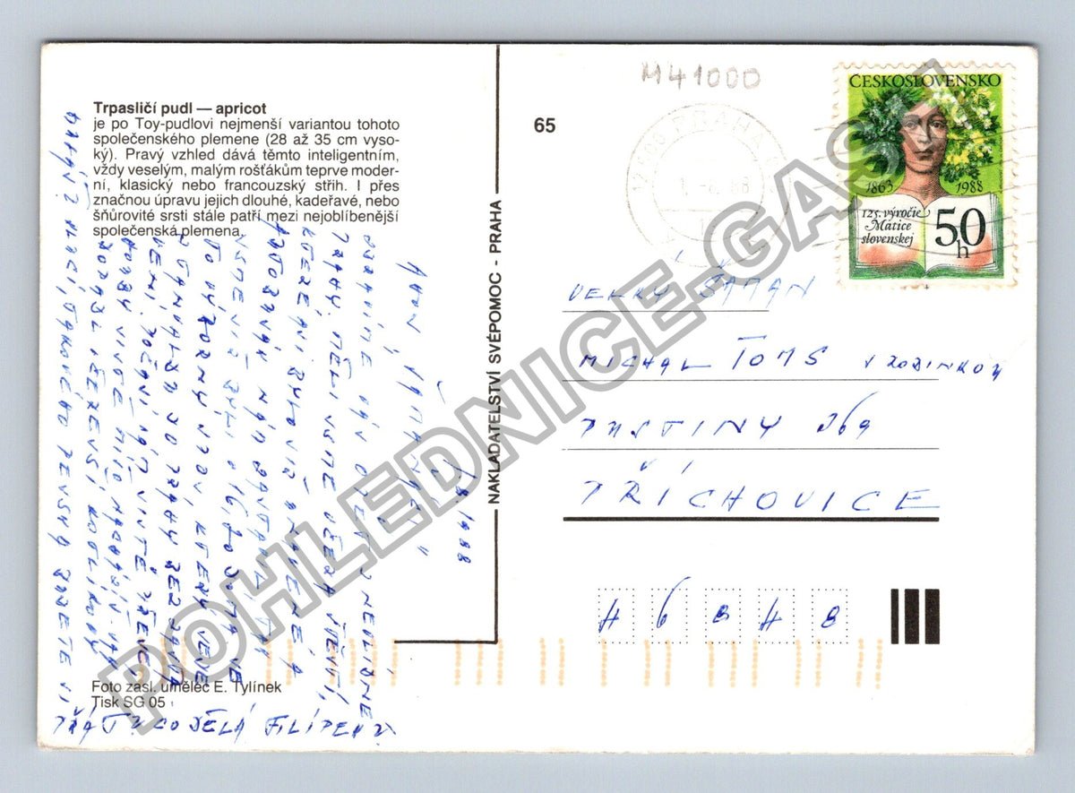 Pohlednice Trpasličí pudl apricot (M41000)