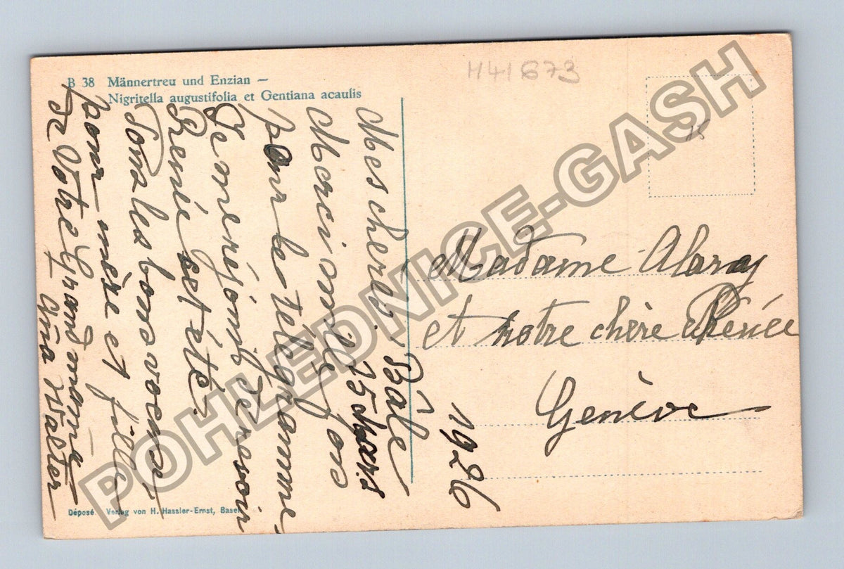 Pohlednice Švýcarsko Květiny Männertreu Enzian 1926 (M41673)