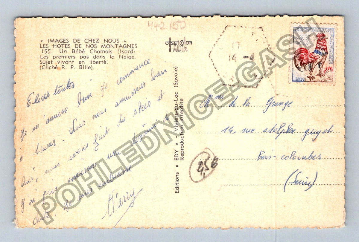 Pohlednice Francie Kamzík ve sněhu (M42150)