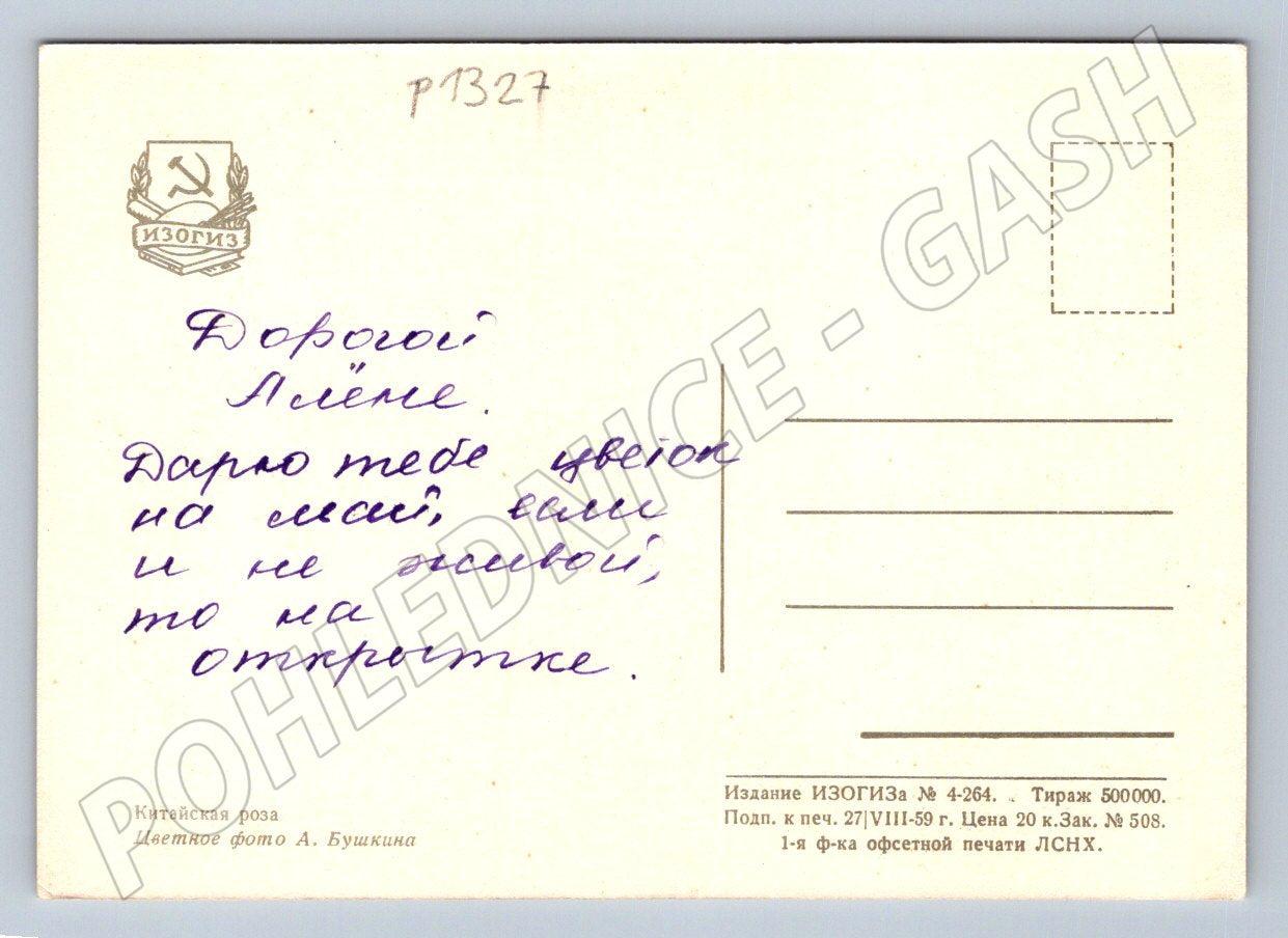Pohlednice SSSR Čínská růže květiny 1959 (P1327)