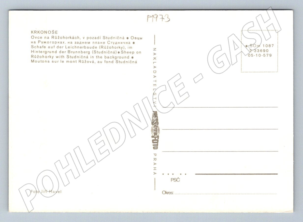 Pohlednice Krkonoše Růžohorky ovce Studniční hora 1973 (P1973)