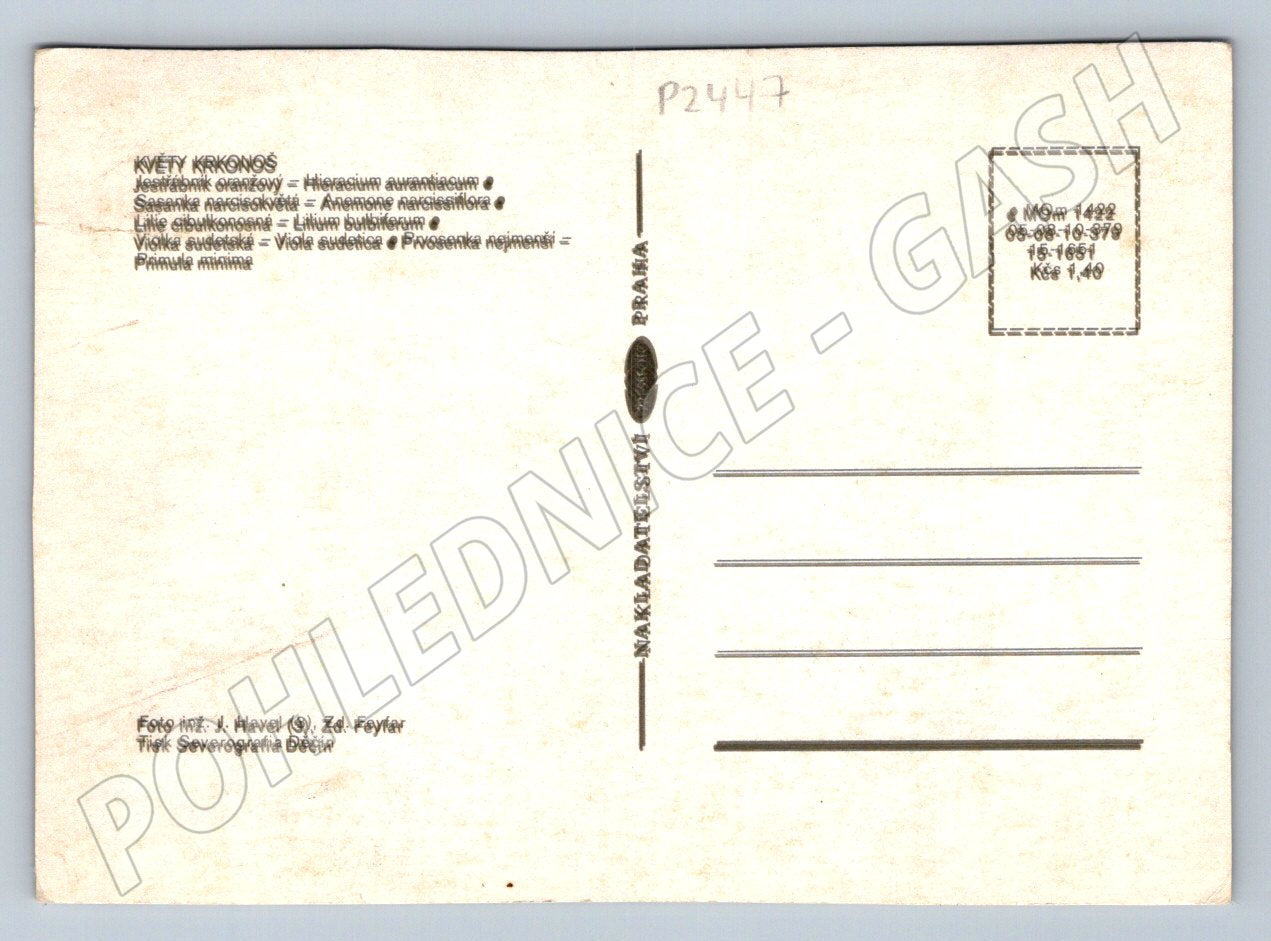 Pohlednice Květiny Krkonoš originál Severografia Děčín (P2447)