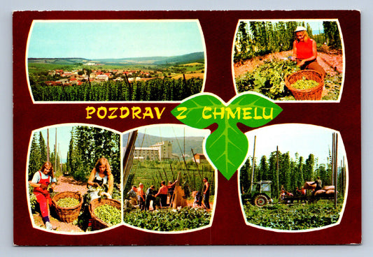 Postcard GREETINGS FROM HOPS (X23773)