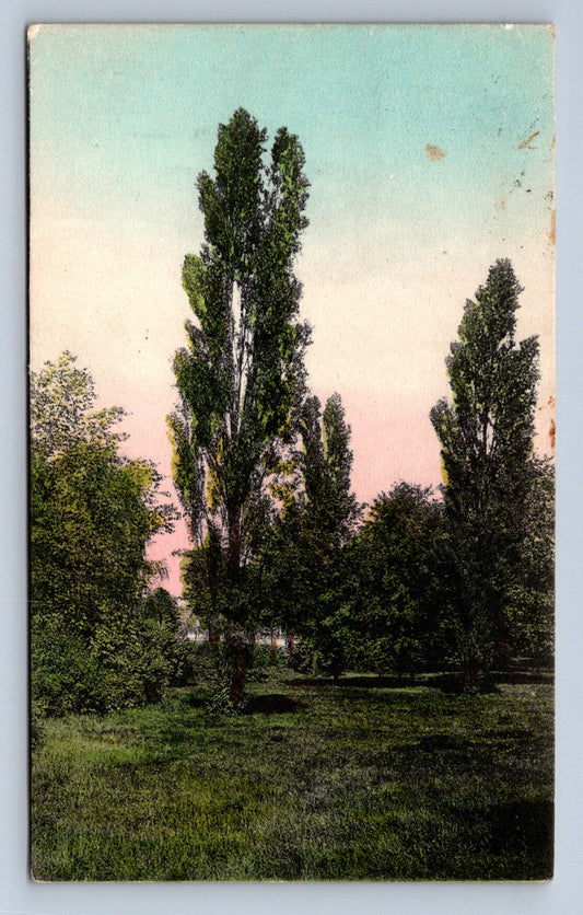 Pohlednice Kolorovaná pohlednice Stromy (JN1867)