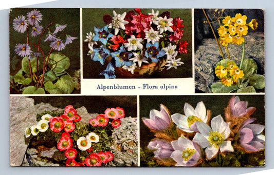 Pohlednice Alpenblumen Flora alpina (JN2382)