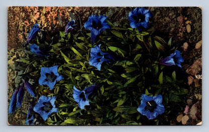 Pohlednice GENTIANA ACAULIS (ST1652)
