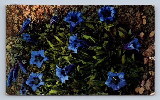 Pohlednice GENTIANA ACAULIS (ST1652)