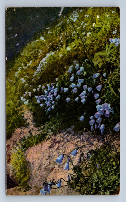 Pohlednice CAMPNULA PUSILLA (ST1655)