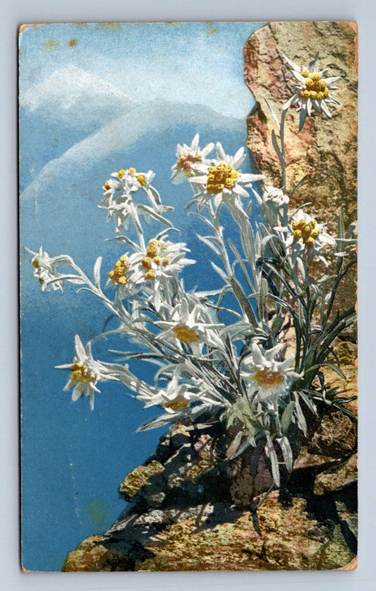 Pohlednice LEONTOPODIUM ALPINUM (ST1656)