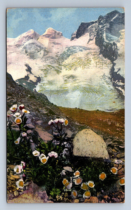 Pohlednice RANUNCULUS GLACIALIS (ST1657)