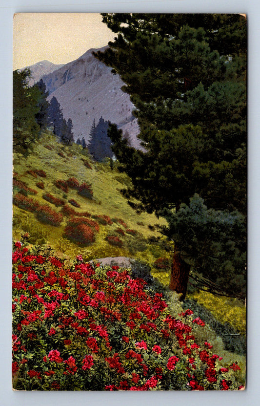 Pohlednice RHODODENDRON FERRUGINEUM (ST1658)