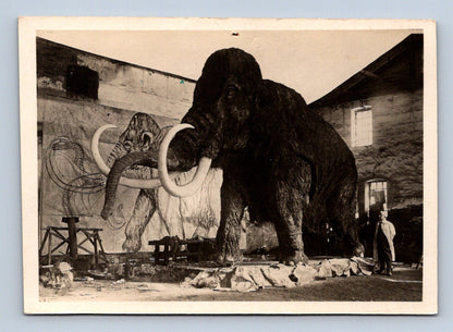Pohlednice MAMUT (ST1686)