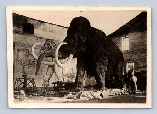 Pohlednice MAMUT (ST1686)