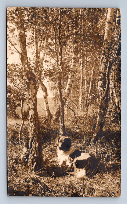 Pohlednice PES (ST3211)