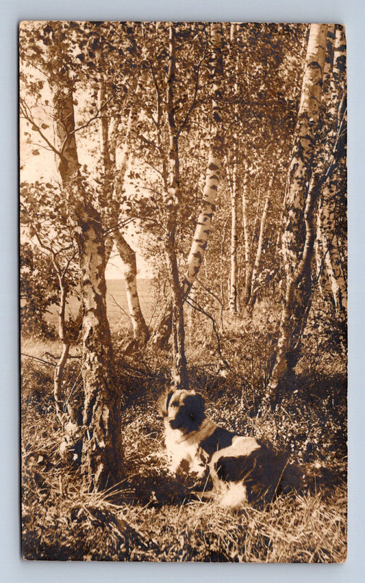 Pohlednice PES (ST3211)