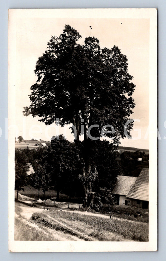 Pohlednice KUNVALD V ORLICKÝCH HORÁCH (ST5413)