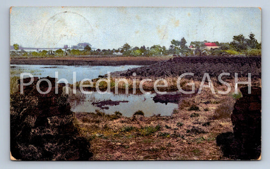 Postcard CZECH FIELD (ST6498)