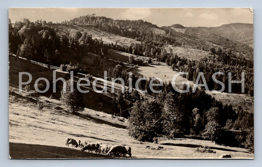 Postcard CAROLINE IN WALLASHIA (ST7764)