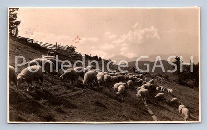 Postcard SHEEP (ST8118)