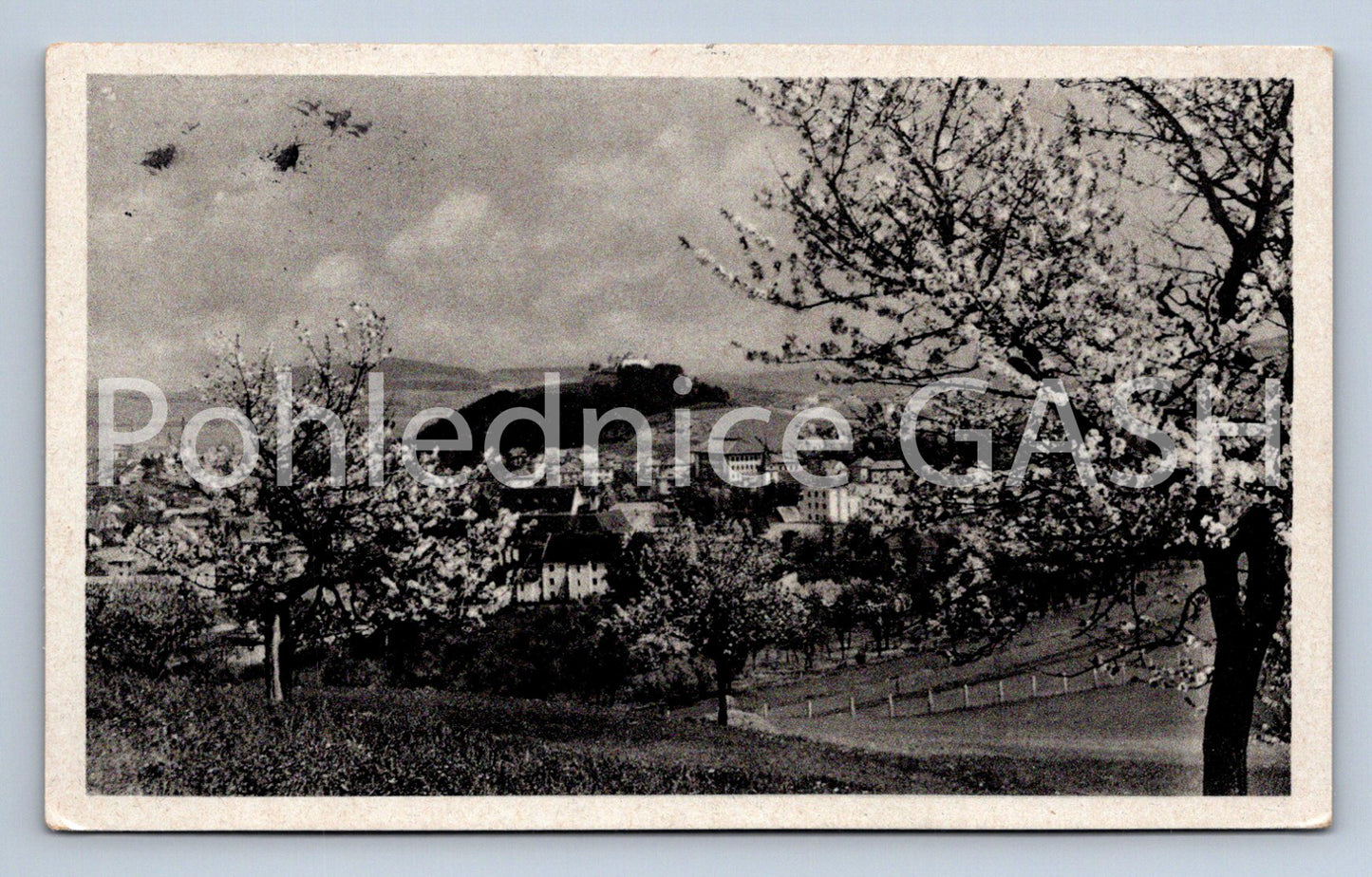 Pohlednice SUŠICE V KVĚTU (ST8381)