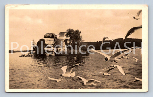 Postcard DOKSY RESORT - MACHOVO LAKE seagull (ST8398)