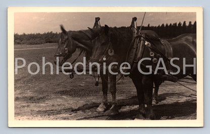 Pohlednice KONĚ (ST10000)
