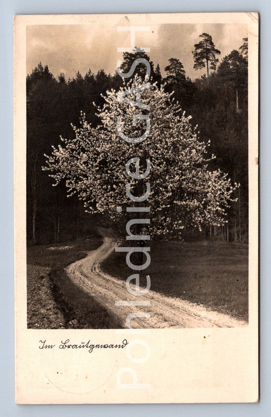 Pohlednice IM LVOUNTAJNARM (ST12481)