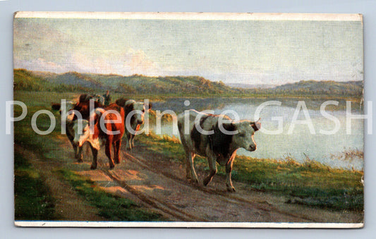 Pohlednice KRÁVY (ST10889)