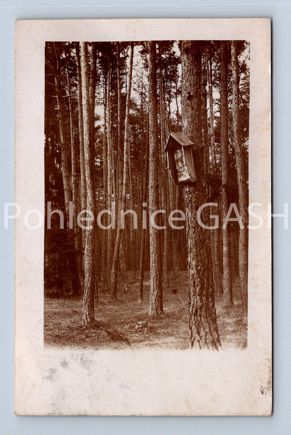 Pohlednice ČESKÝ LES (ST8987)