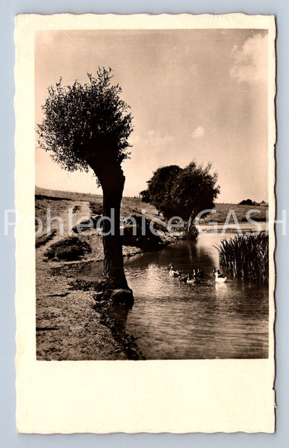 Postcard AT THE POND (X24832)