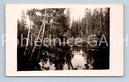 Postcard BOSCH FOREST (x17882)