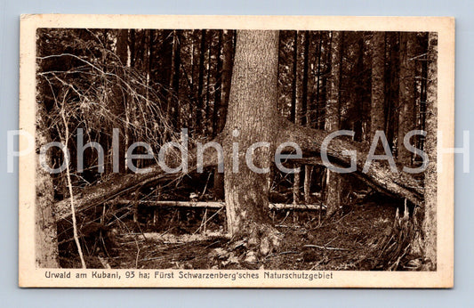 Pohlednice URWALD AM KUBAIN (ST11312)