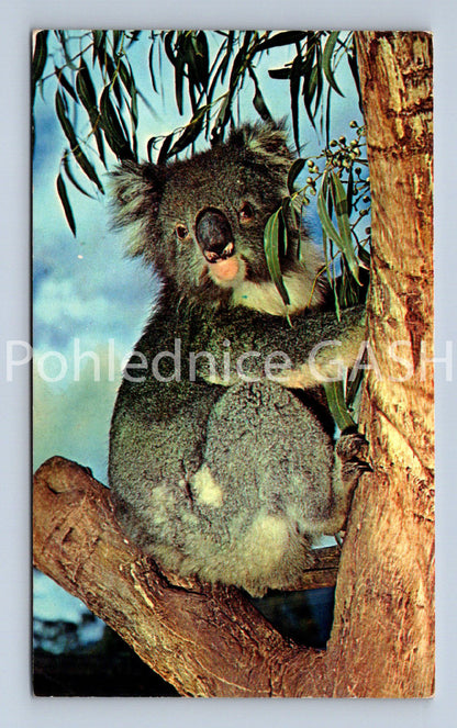 Pohlednice KOALA (ST11648)