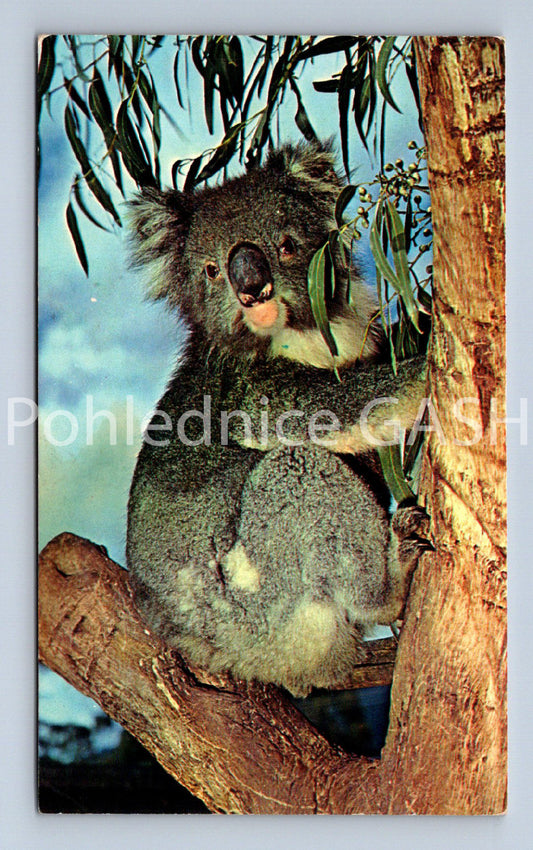Pohlednice KOALA (ST11648)