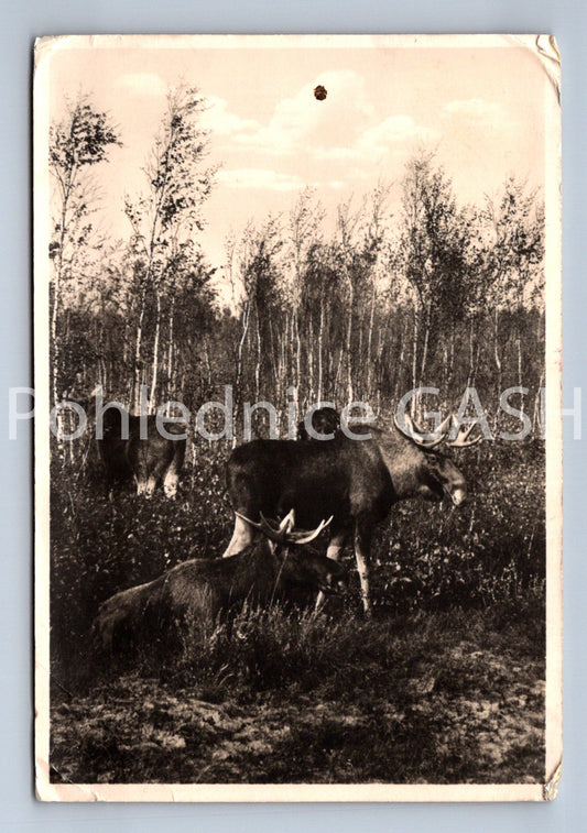 Pohlednice KURISCHE NEHRUNG (ST11722)