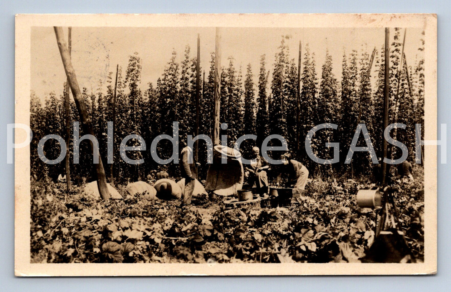 Pohlednice KNĚŽEVES (ST12803)