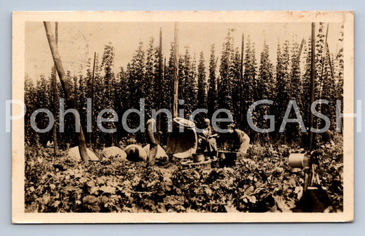 Postcard KNĚŽEVES (ST12803)