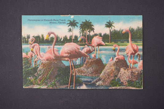 Pohlednice MIAMI FLORIADA AMERIKA (x5835)