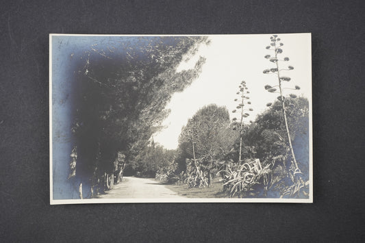 Pohlednice Isola Brioni (x6015)