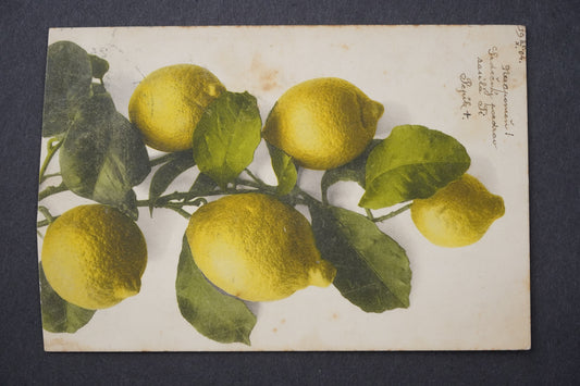 Pohlednice CITRONY RAKOVNÍK x9061