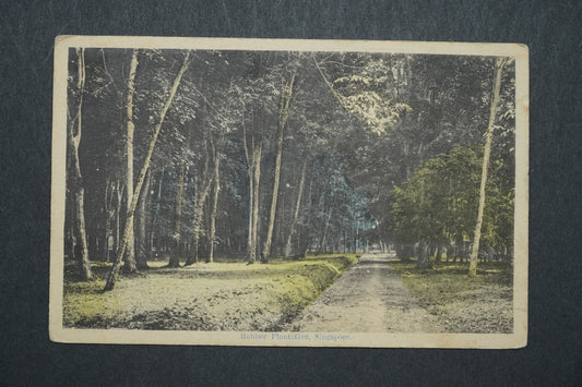Pohlednice Rubber Plantation, Singapore x10494