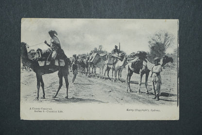 Pohlednice A Camel Caravan - Kerry, Sydney x10553