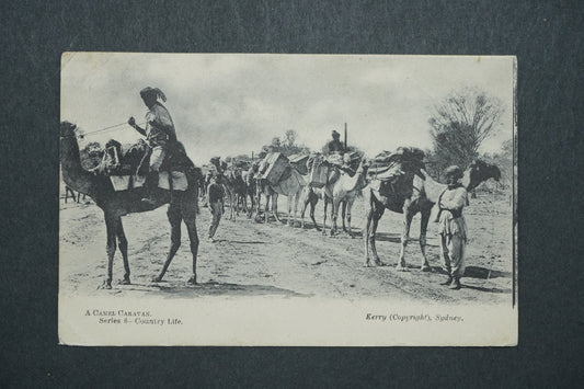 Pohlednice A Camel Caravan - Kerry, Sydney x10553