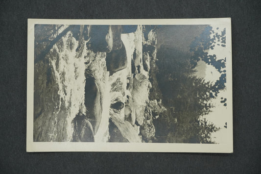 Postcard FOREST OTTLER (x13101)