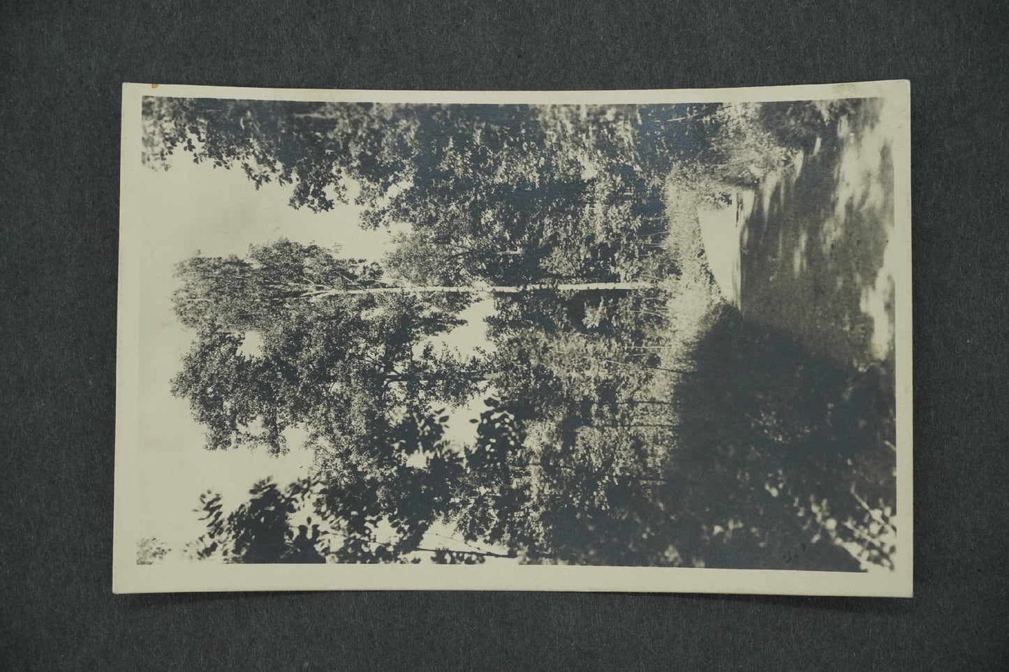 Postcard BELGRADE SPA - PHEASANT GAME (x13113)