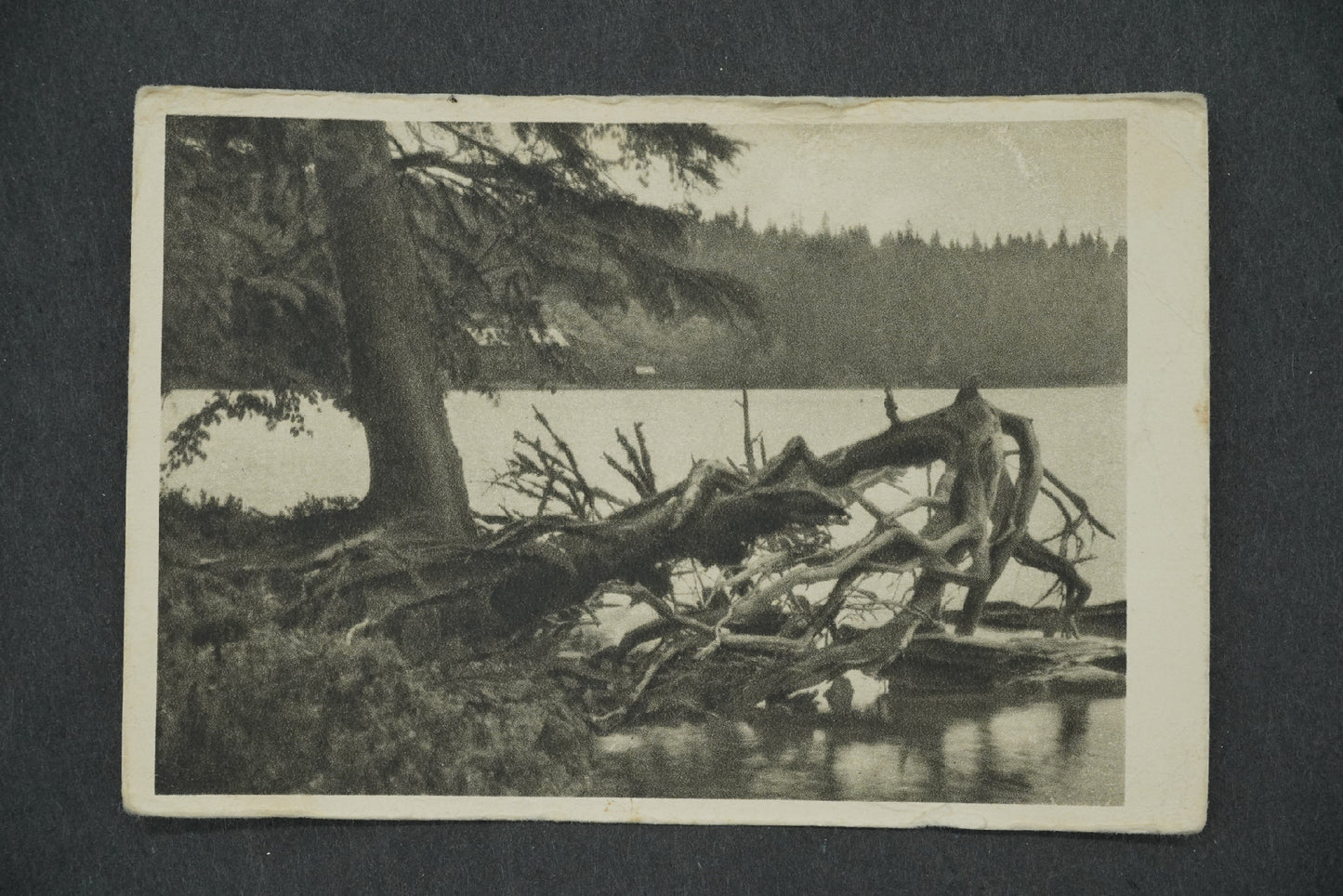 Postcard BLACK LAKE - 1008 M. NM ŠUMAVA (x13292)