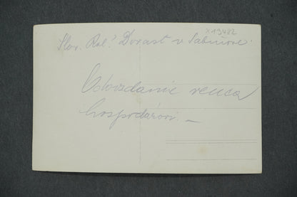 Pohlednice DOROST V SABINOVĚ (x13482)