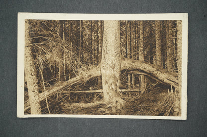 Pohlednice ŠUMAVA - BOUBÍNSKÝ PRALES (x13676)