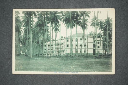 Pohlednice THE COCOANUT PALM SINGAPORE (x13930)