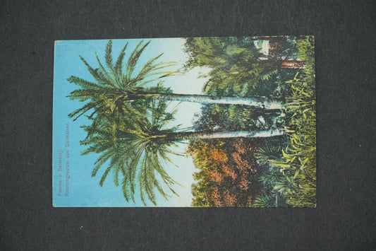 Postcard PAOMA U DALMACIJA (x14901)